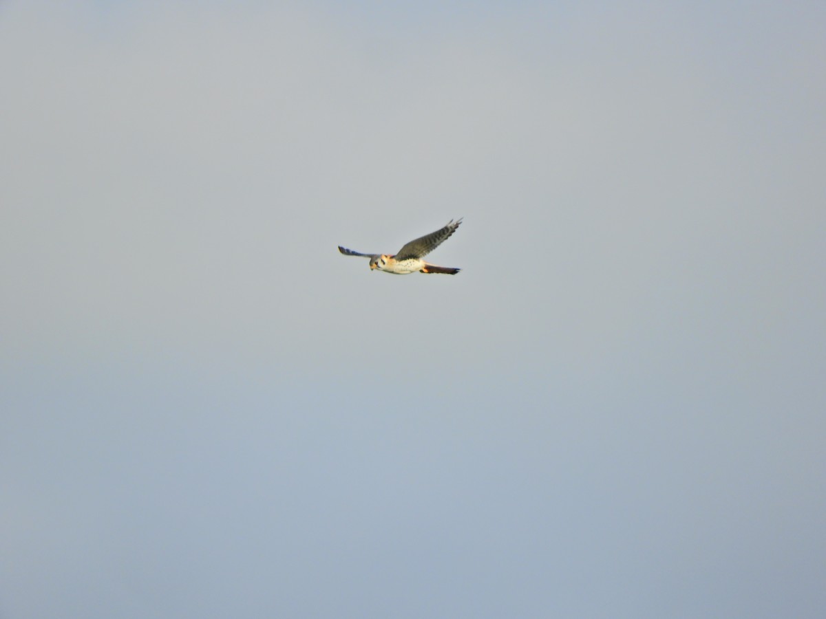 American Kestrel - ML620591000