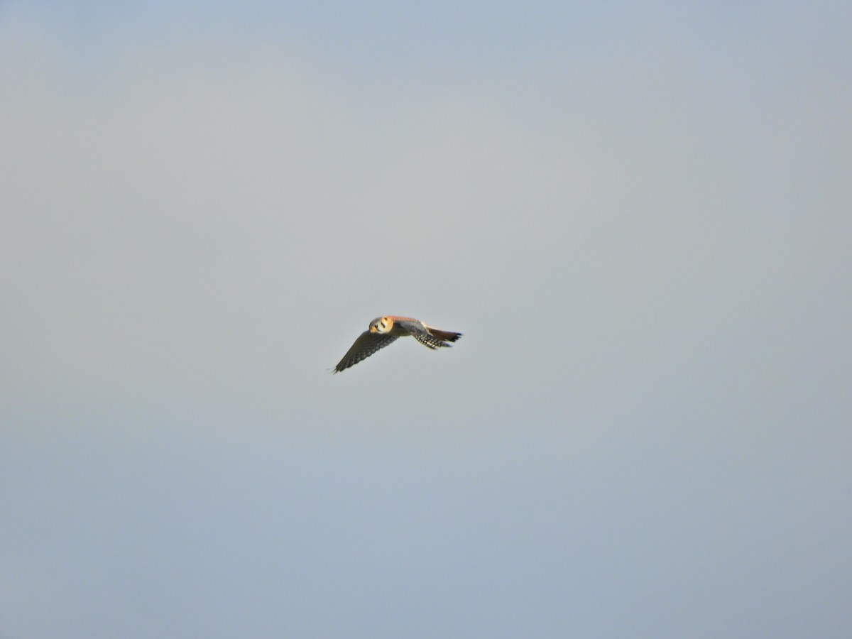 American Kestrel - ML620591001