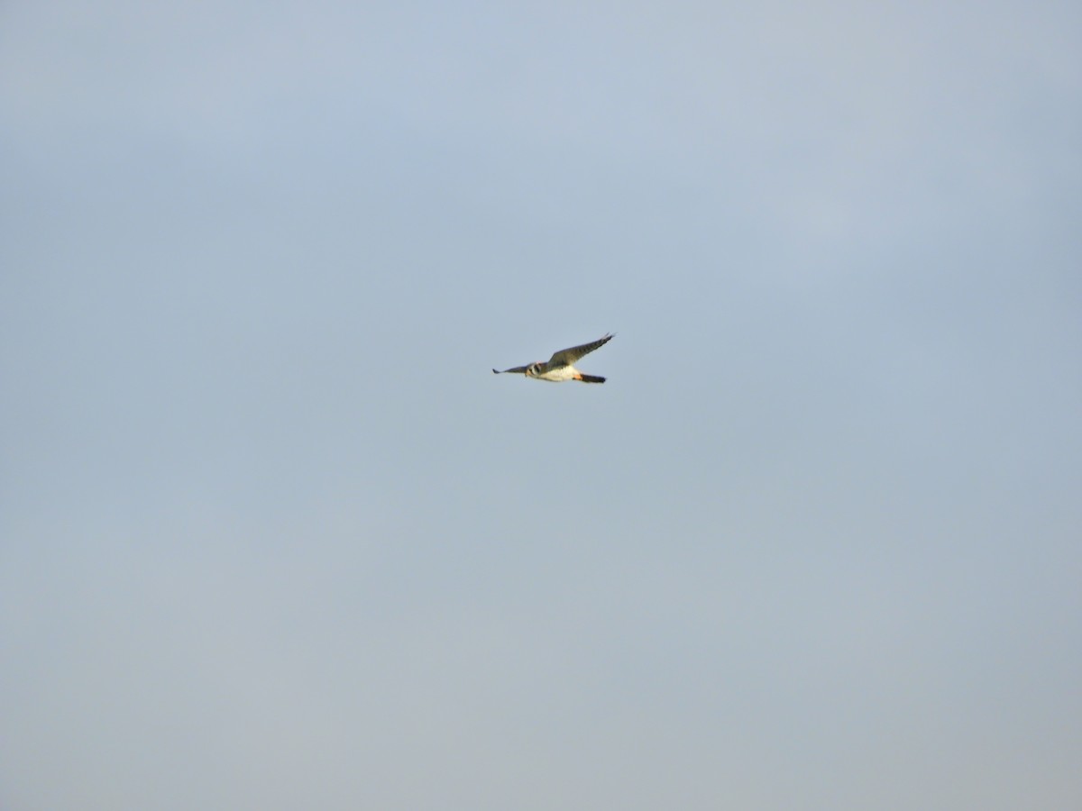 American Kestrel - ML620591002