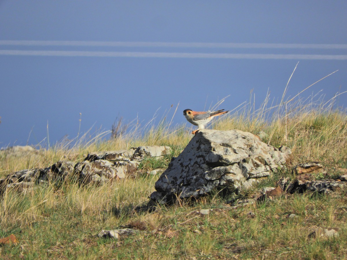 American Kestrel - ML620591003