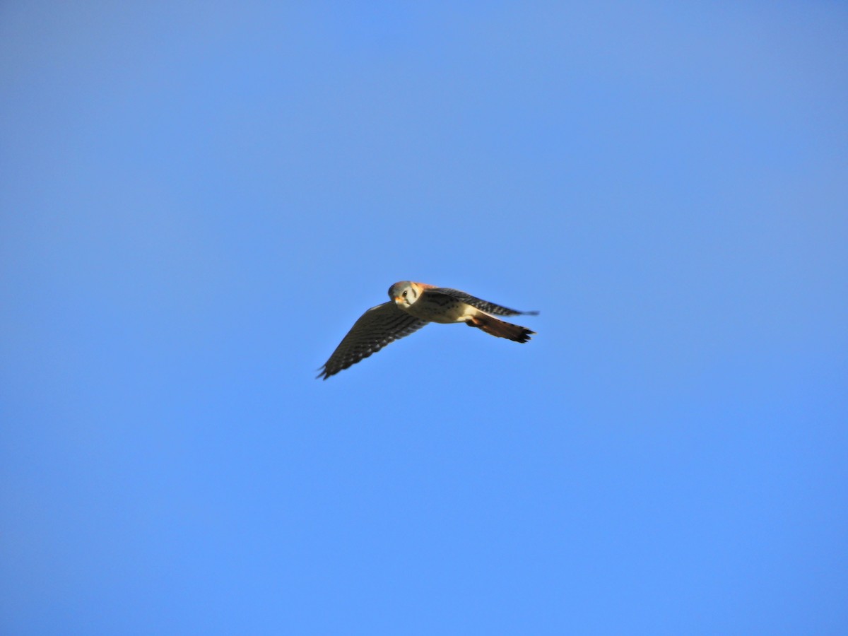 American Kestrel - ML620591004