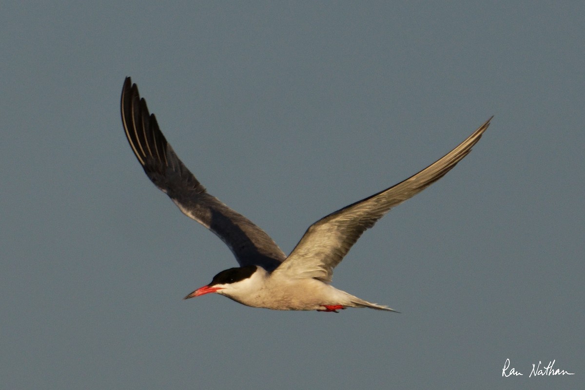 Common Tern - ML620591009