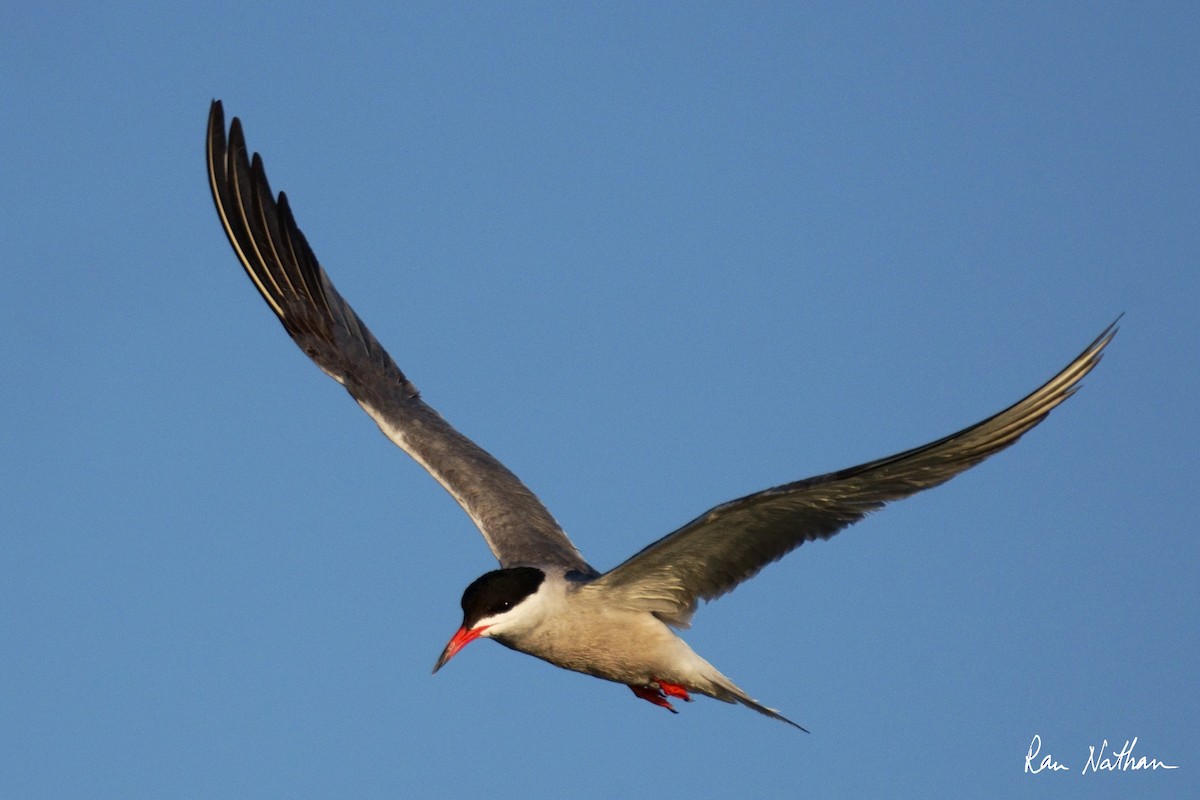 Common Tern - ML620591010