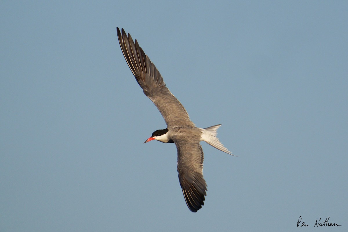 Common Tern - ML620591011