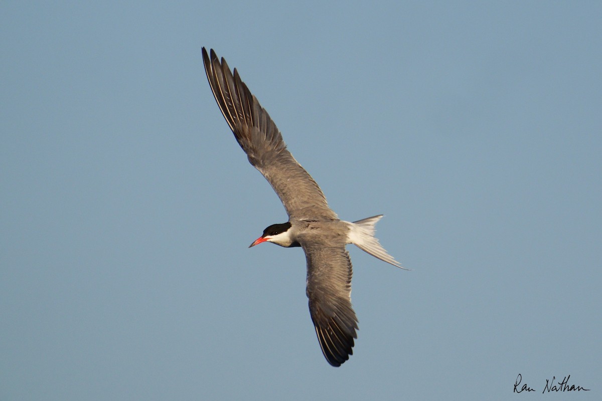 Common Tern - Ran Nathan