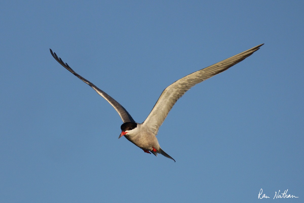 Common Tern - ML620591013