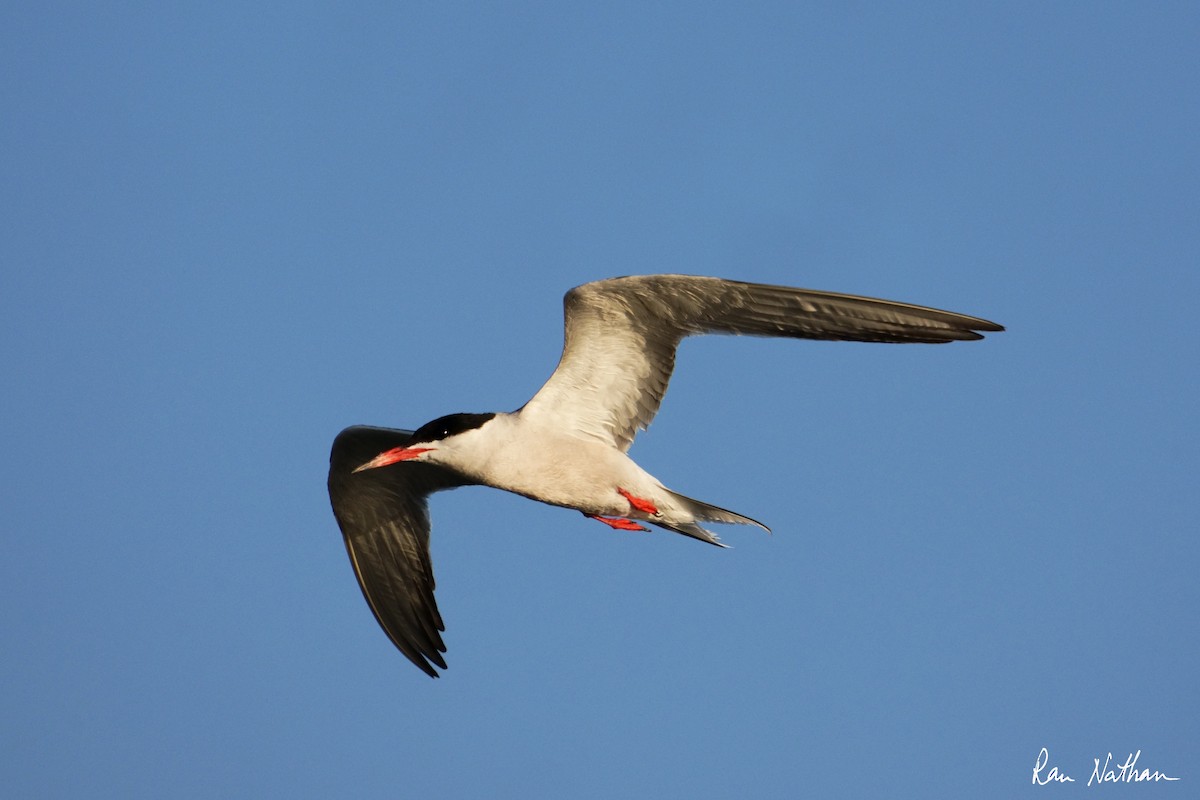 Common Tern - ML620591014