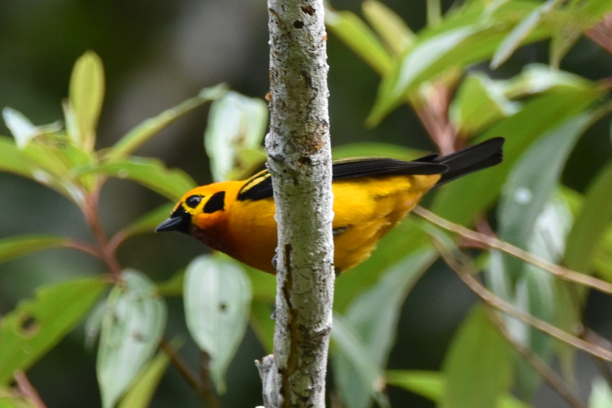 Golden Tanager - ML620591015