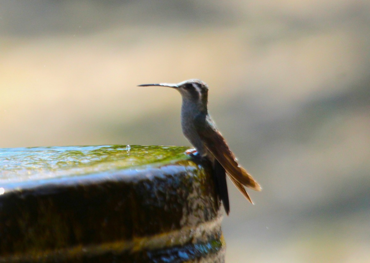 Broad-billed Hummingbird - ML620591018