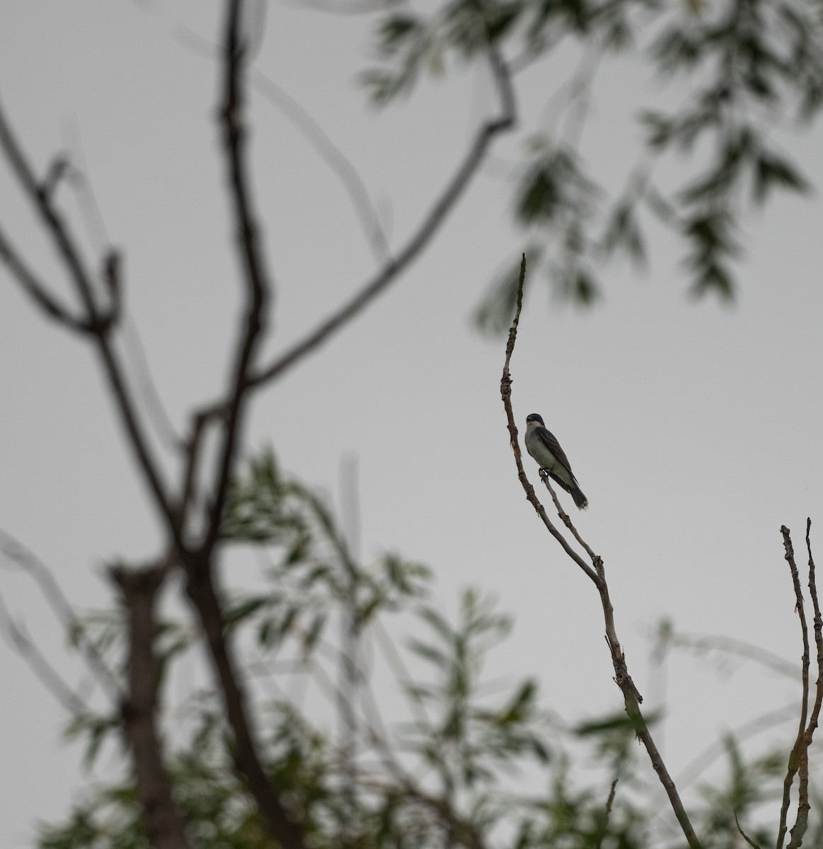 Eastern Kingbird - ML620591019