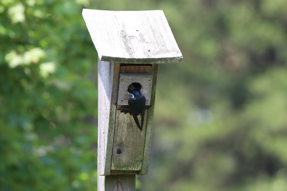 Tree Swallow - ML620591021