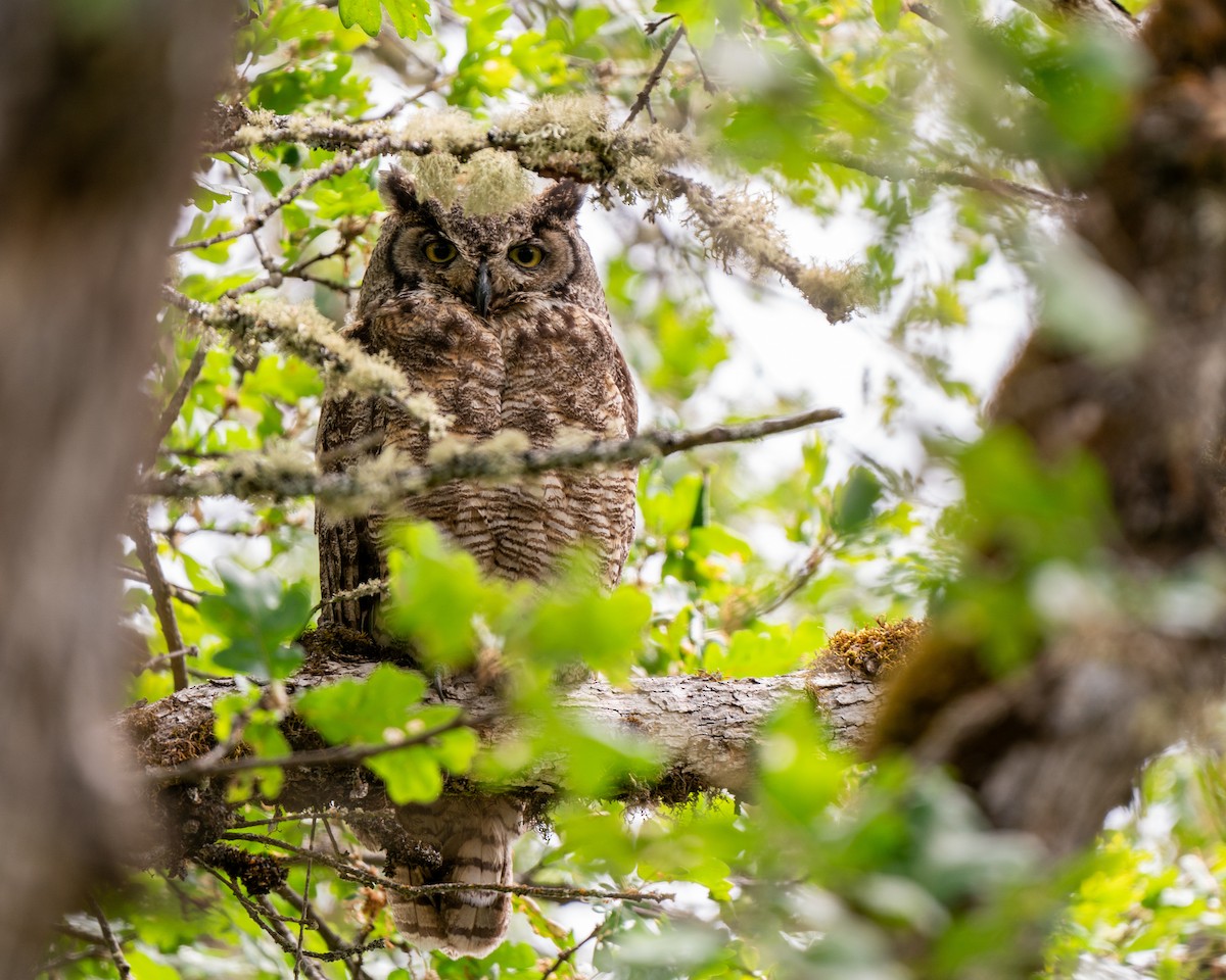 Great Horned Owl - ML620591022