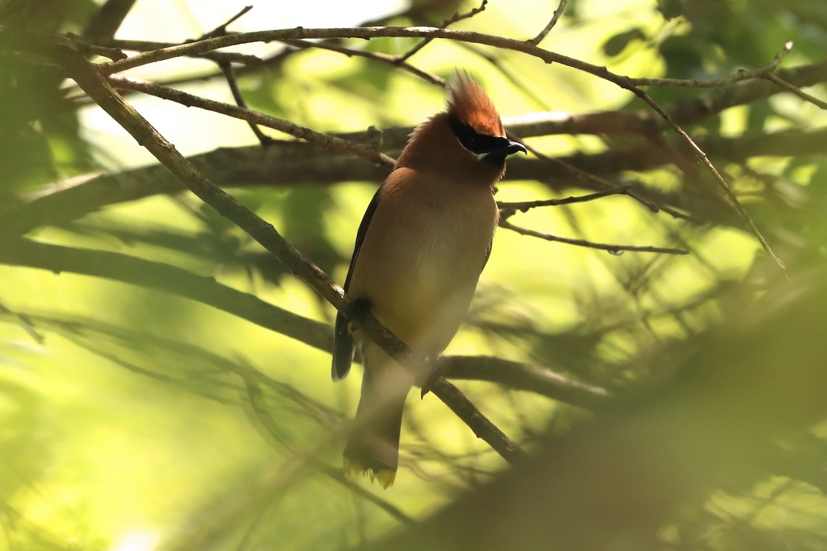 Cedar Waxwing - ML620591024