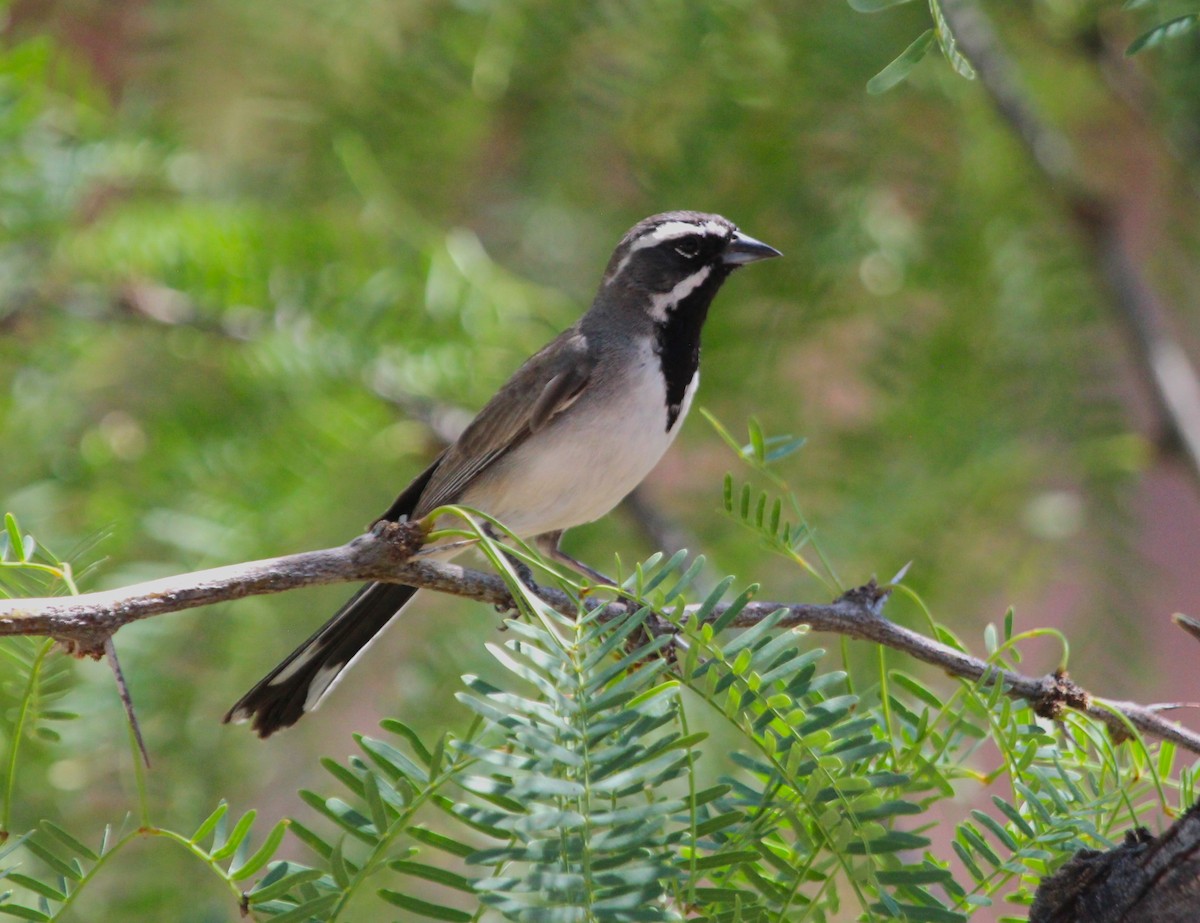 Black-throated Sparrow - ML620591029
