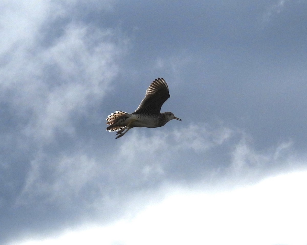 Upland Sandpiper - ML620591032