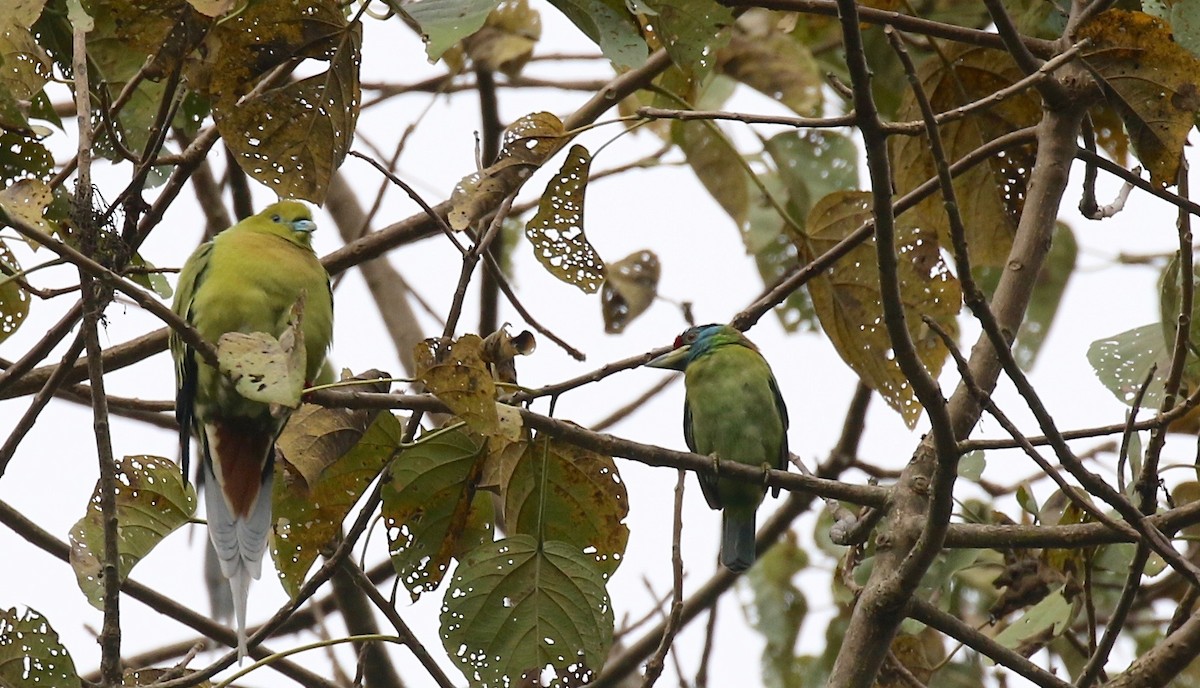 Blauwangen-Bartvogel - ML620591039