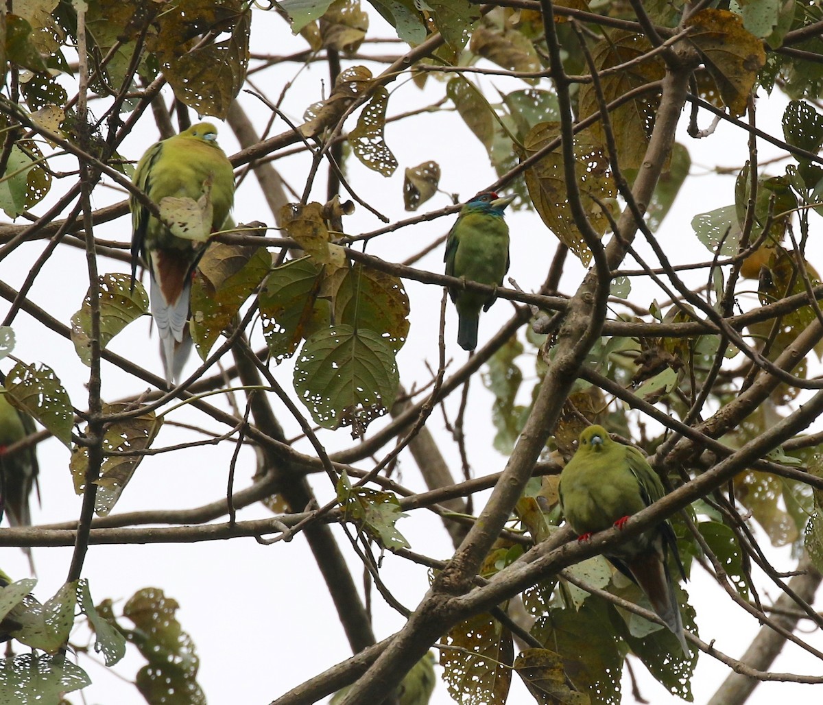 Mavi Boğazlı Barbet - ML620591042