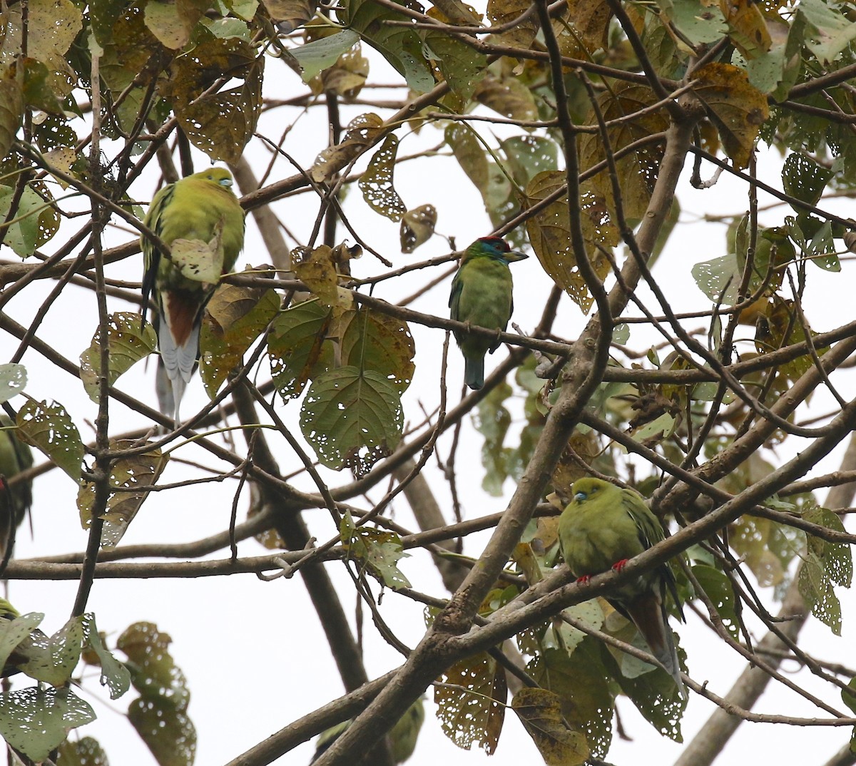 Blue-throated Barbet - ML620591043