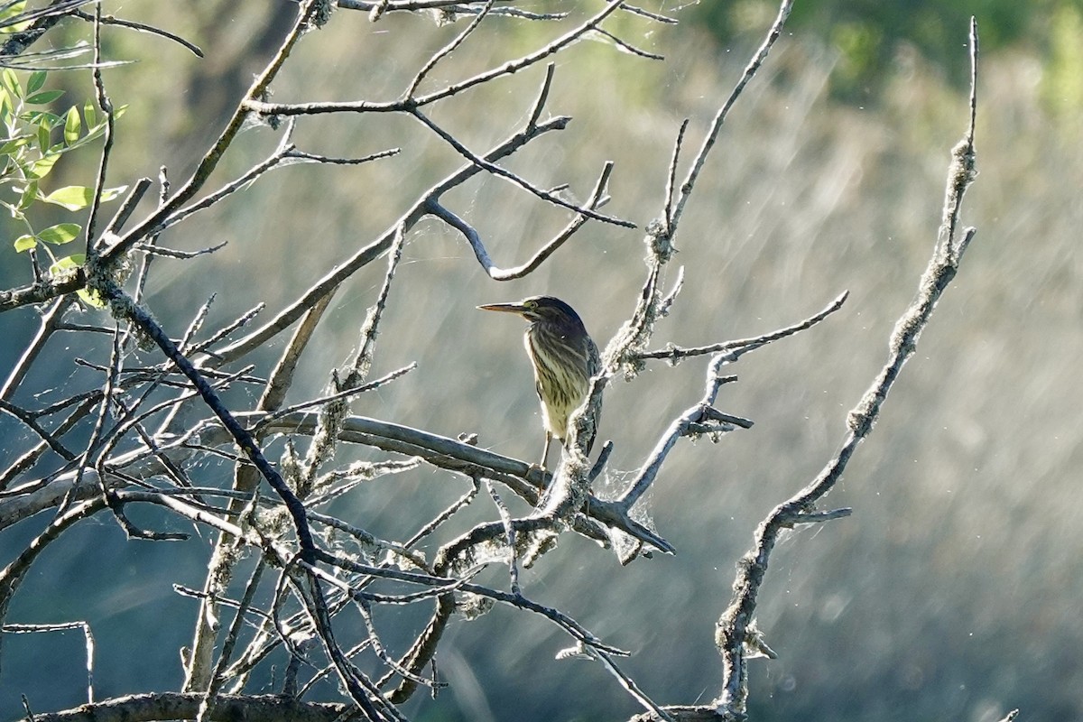 Green Heron - ML620591044