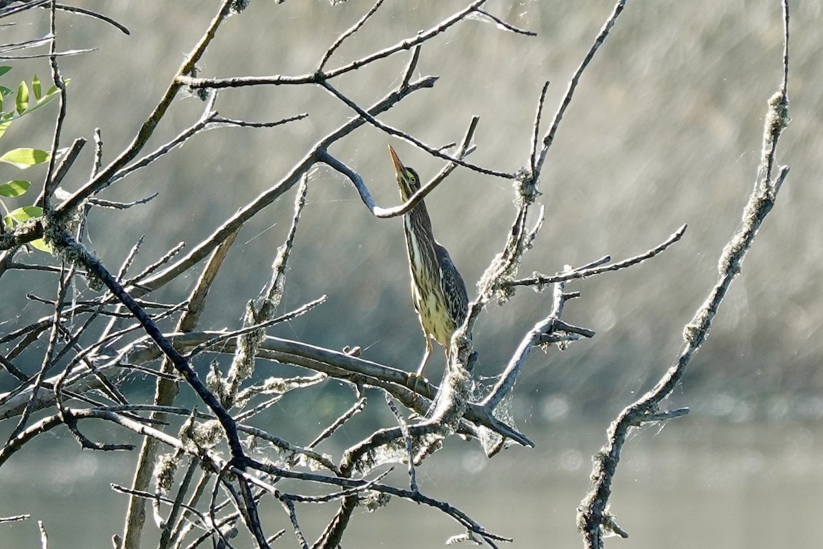 Green Heron - ML620591045