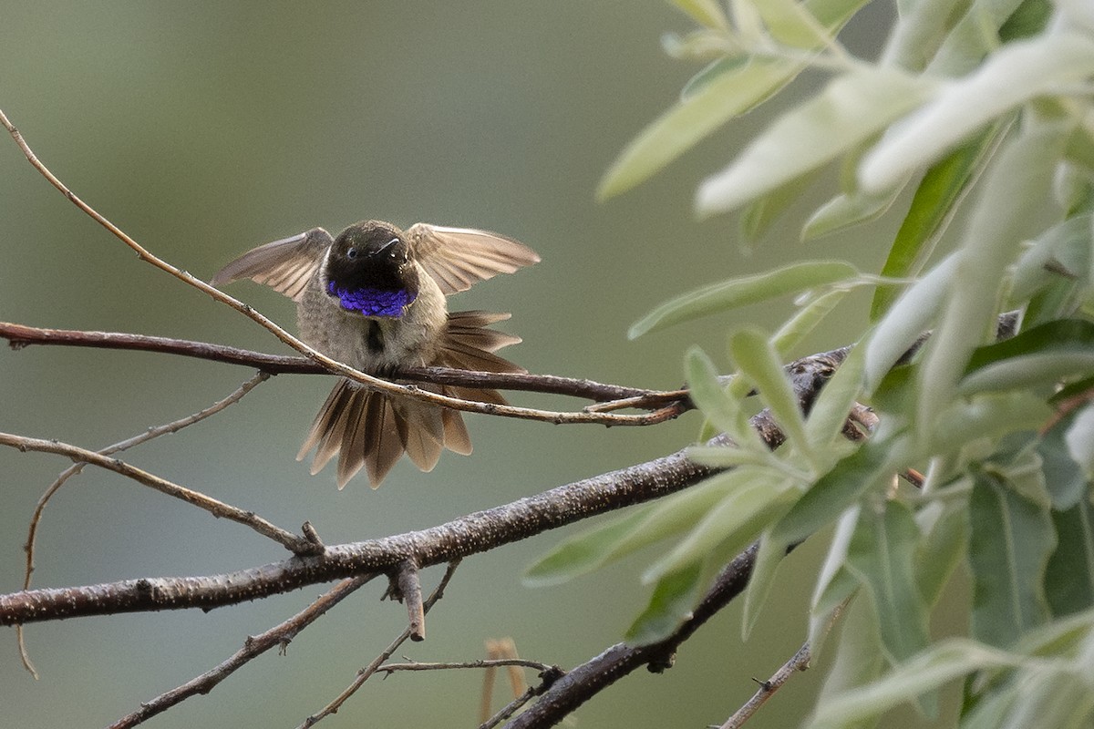 Black-chinned Hummingbird - ML620591047