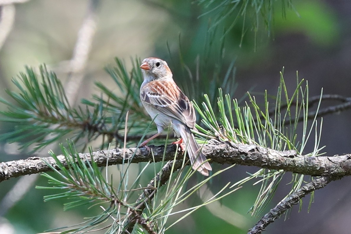 Field Sparrow - ML620591054
