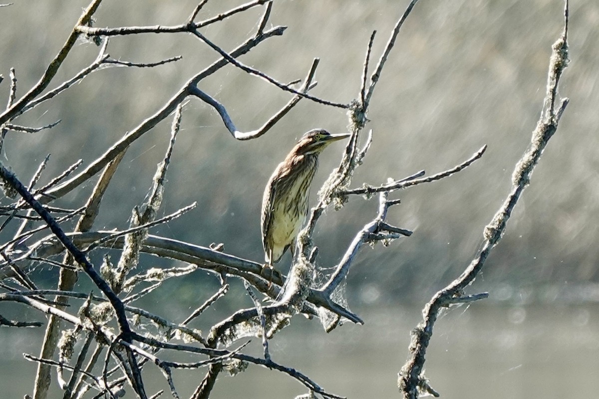 Green Heron - ML620591058