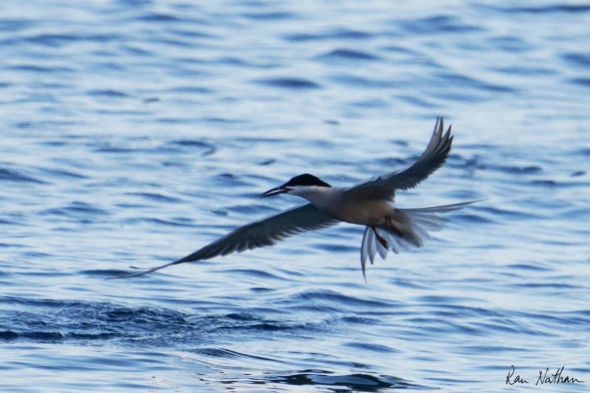 White-cheeked Tern - ML620591063