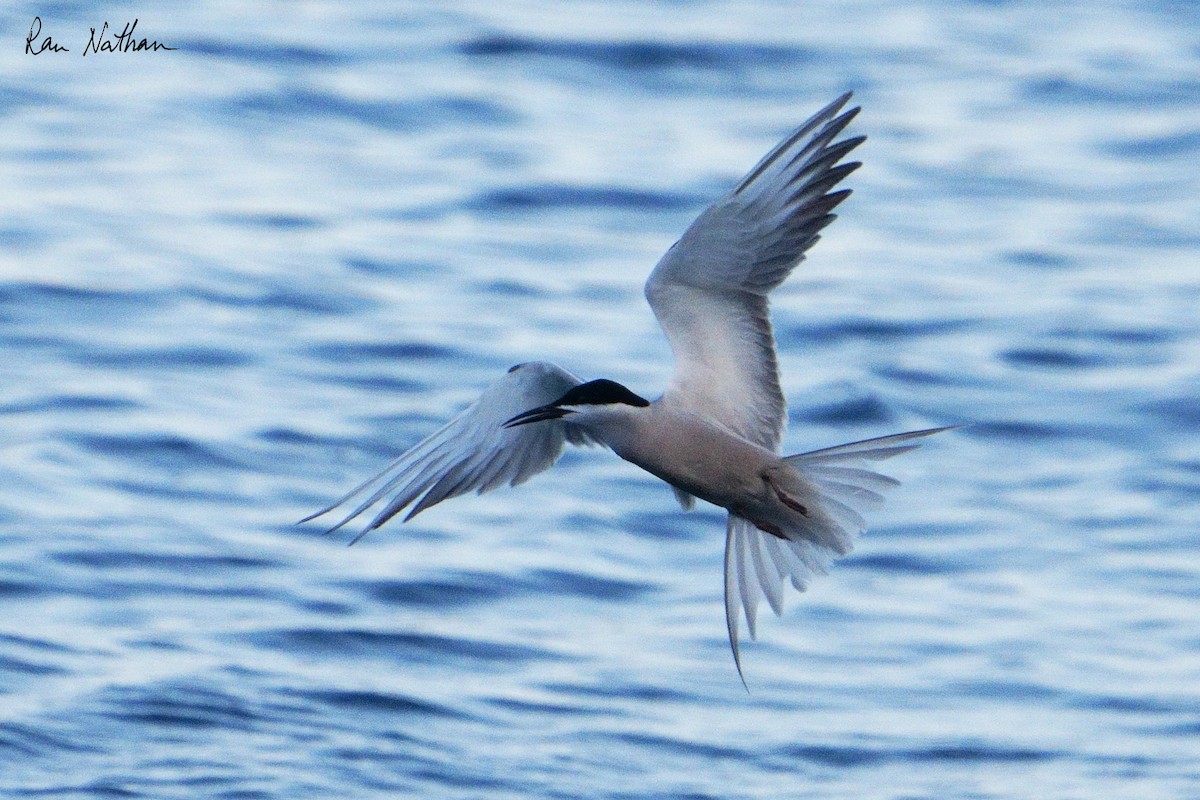 White-cheeked Tern - ML620591064