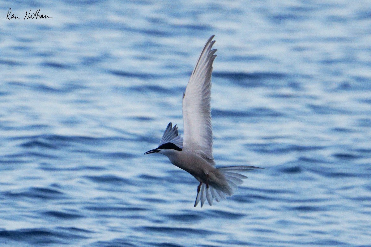 White-cheeked Tern - Ran Nathan