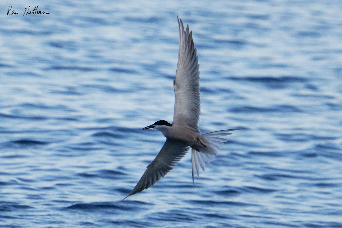 White-cheeked Tern - ML620591066