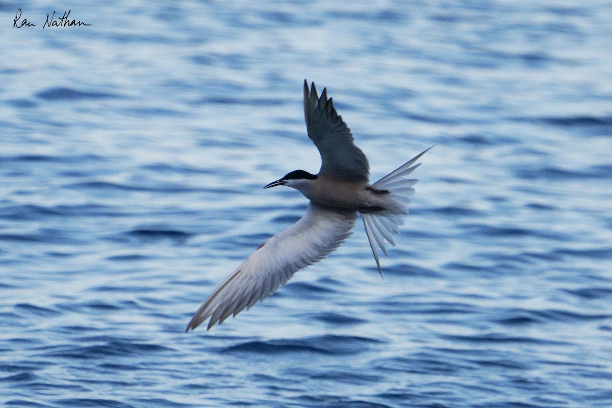 White-cheeked Tern - ML620591067