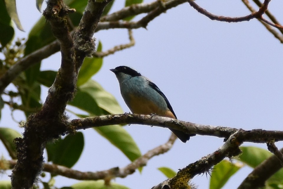 Blue-browed Tanager - ML620591068