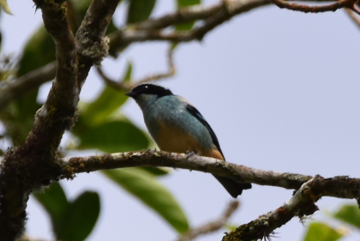 Blue-browed Tanager - Alejandro Arana