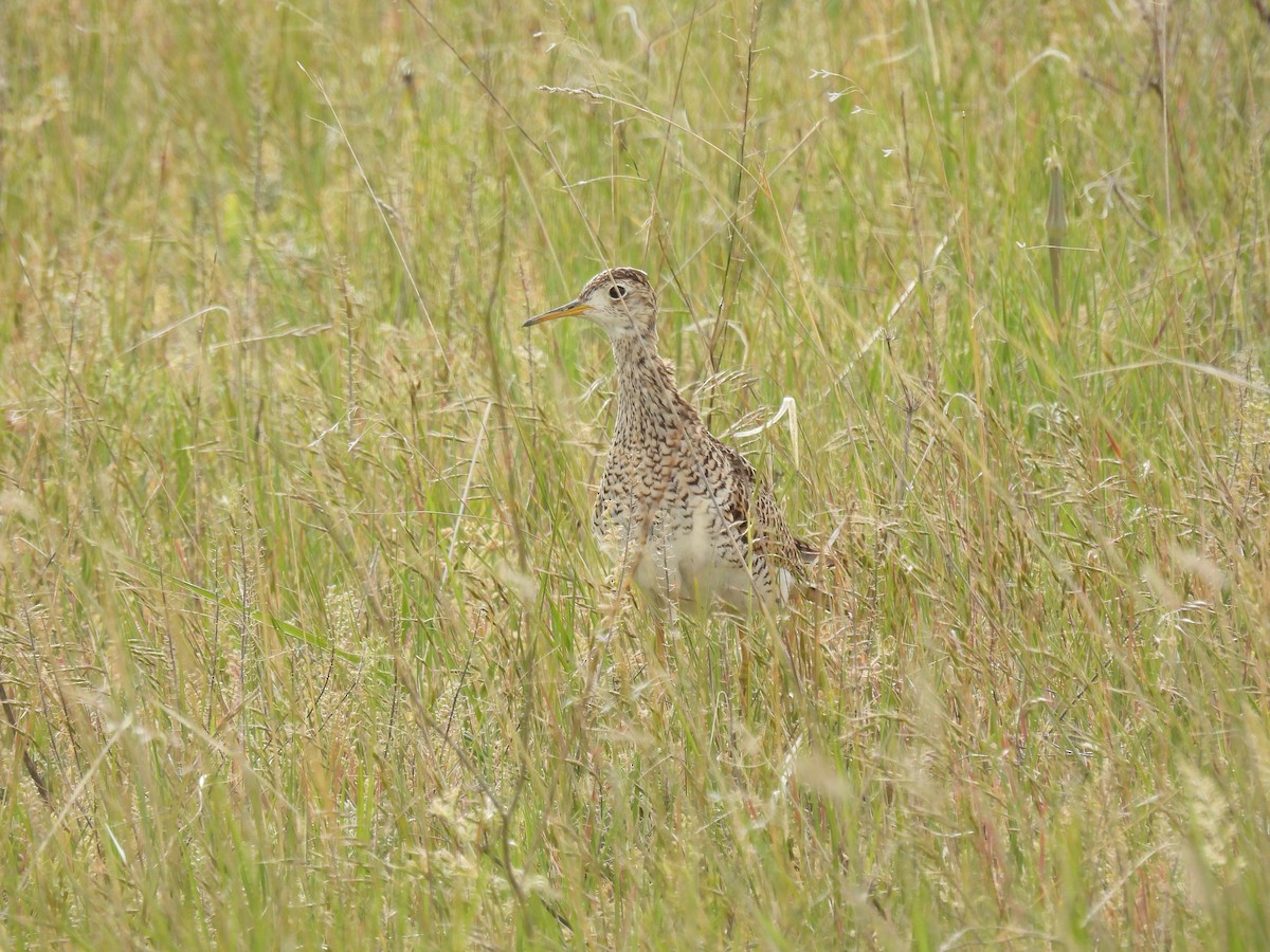 Upland Sandpiper - Mike Coulson