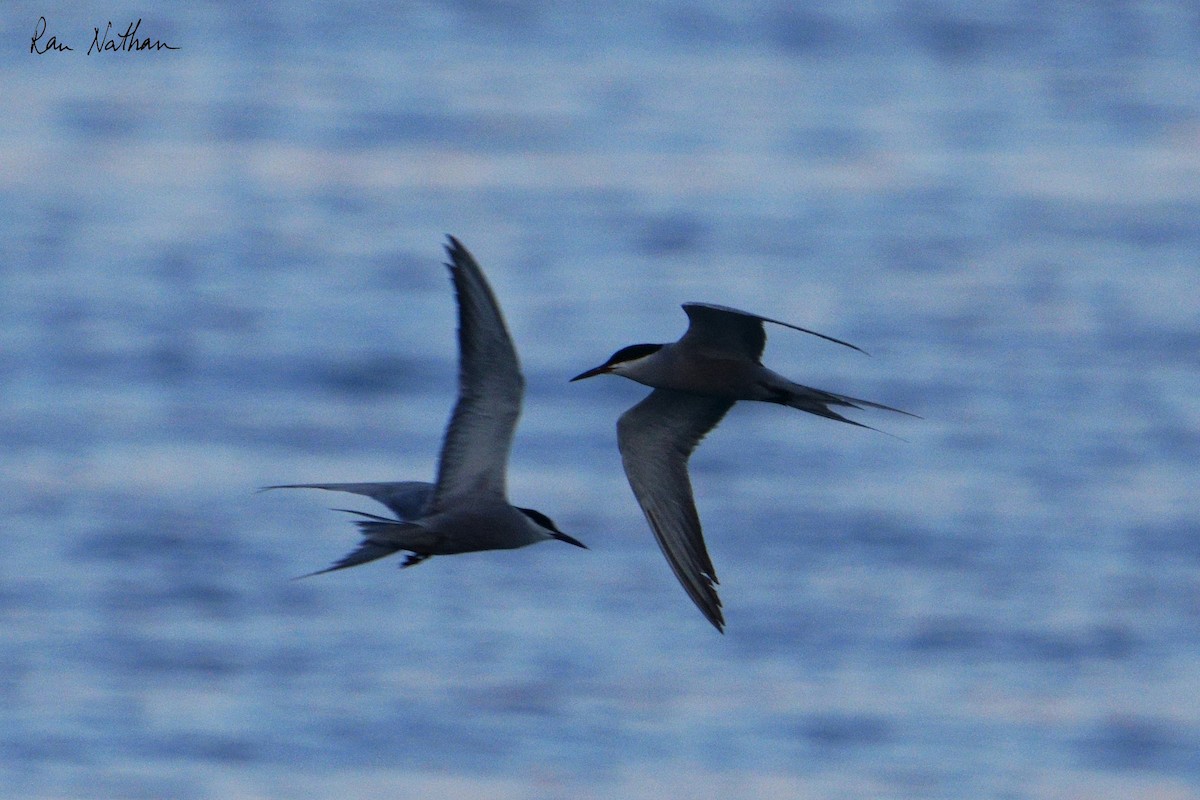 White-cheeked Tern - ML620591087