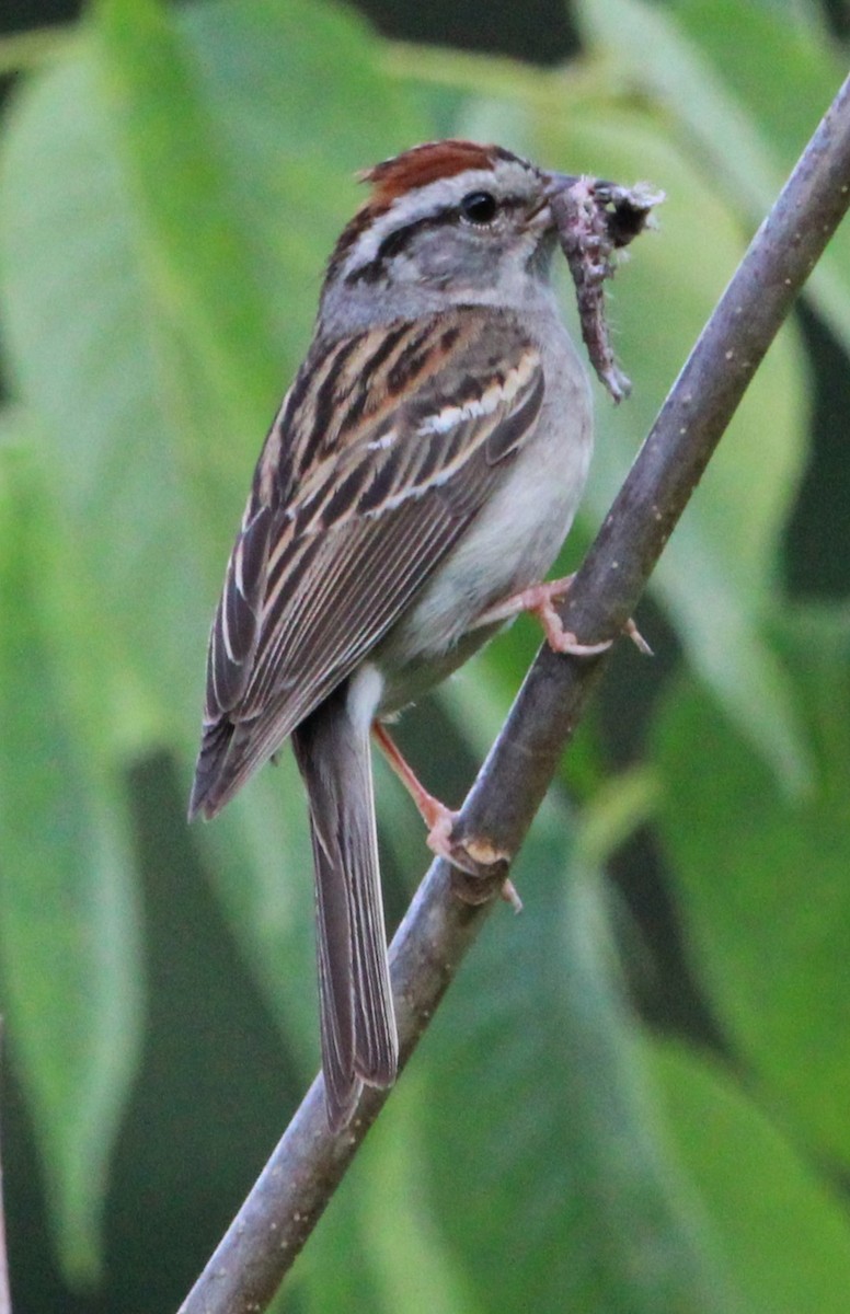 Chipping Sparrow - ML620591088