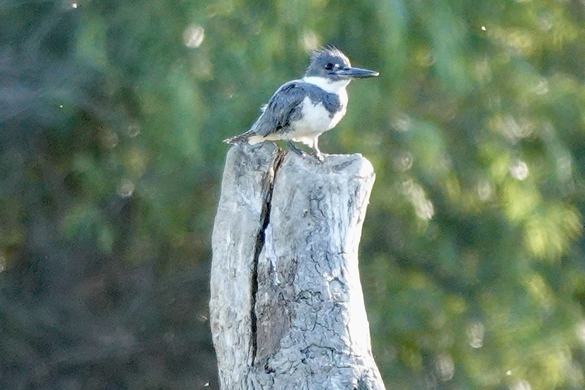 Belted Kingfisher - ML620591089