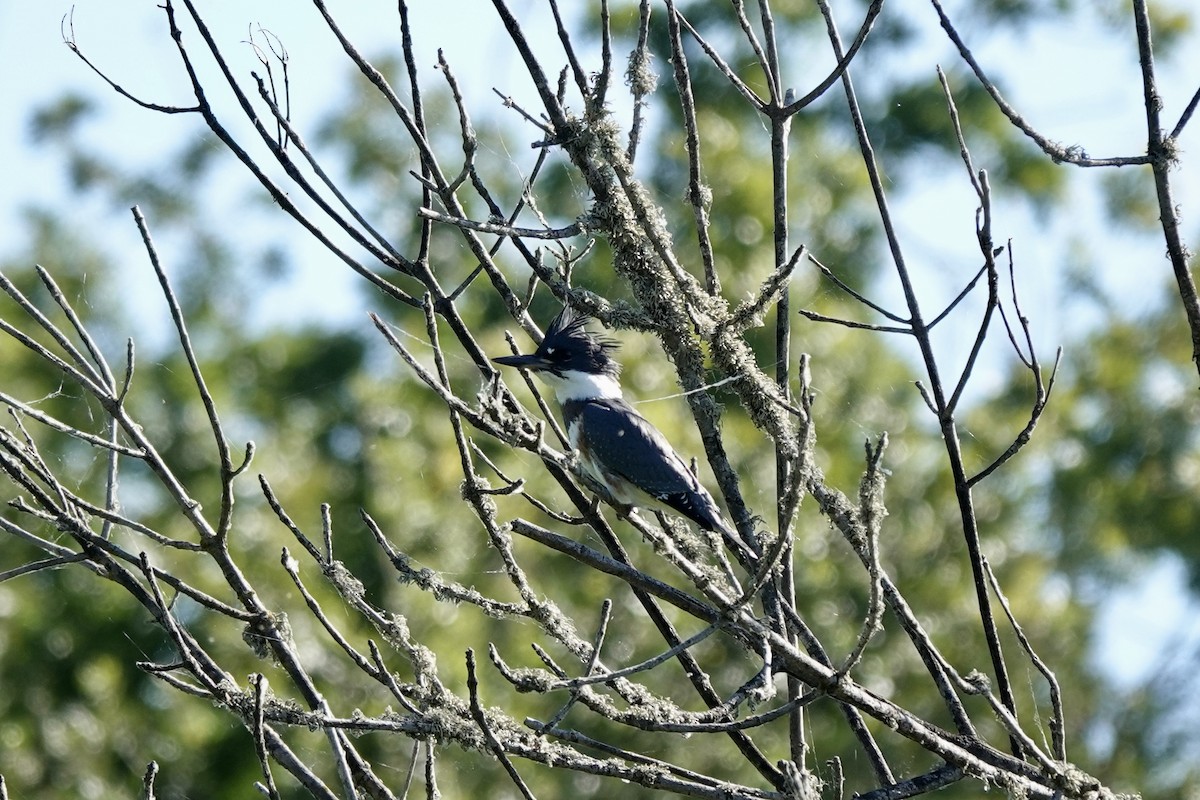 Belted Kingfisher - ML620591090