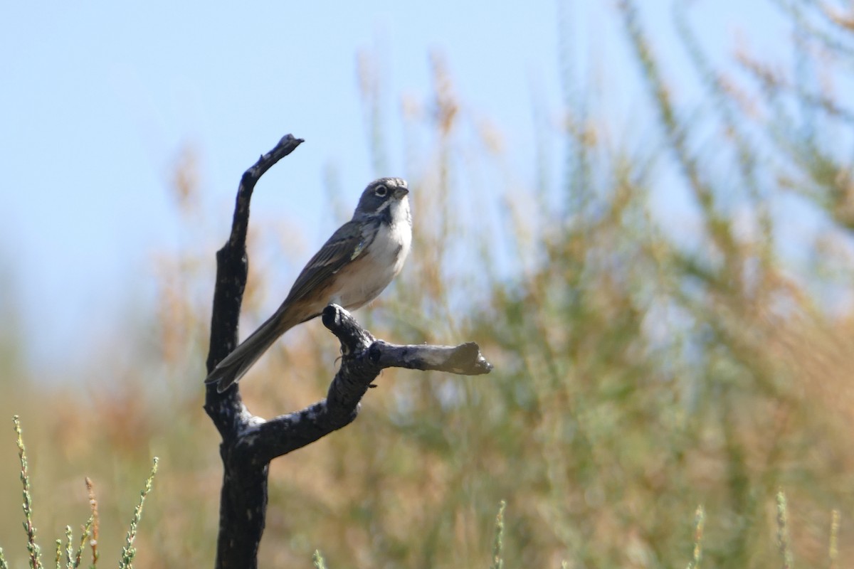 Bell's Sparrow - ML620591095