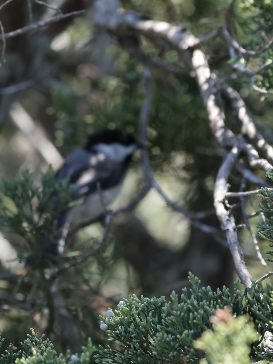 Black-capped Chickadee - ML620591097