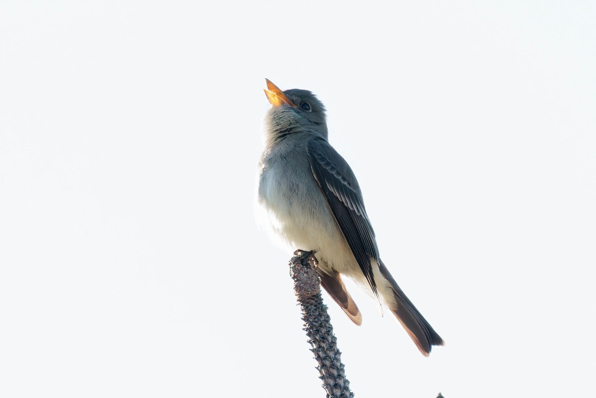 Western Wood-Pewee - ML620591100