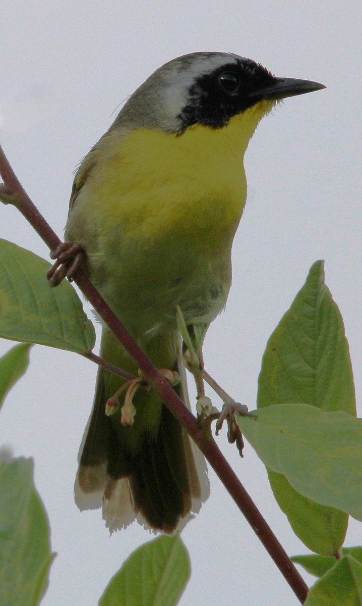 Common Yellowthroat - ML620591102