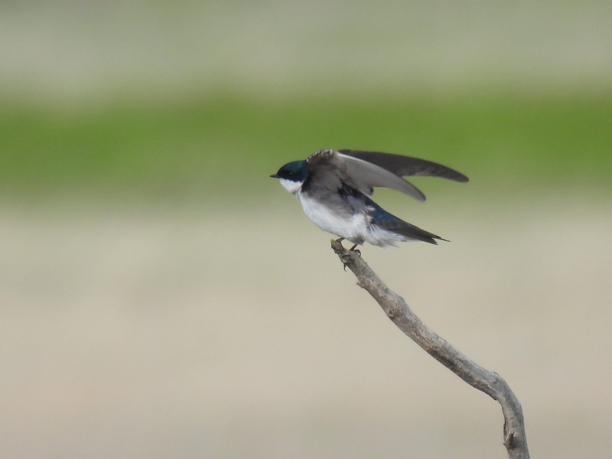 Golondrina Bicolor - ML620591103