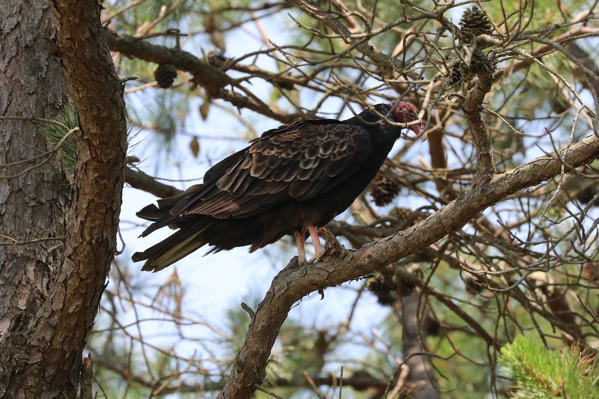 Turkey Vulture - ML620591105