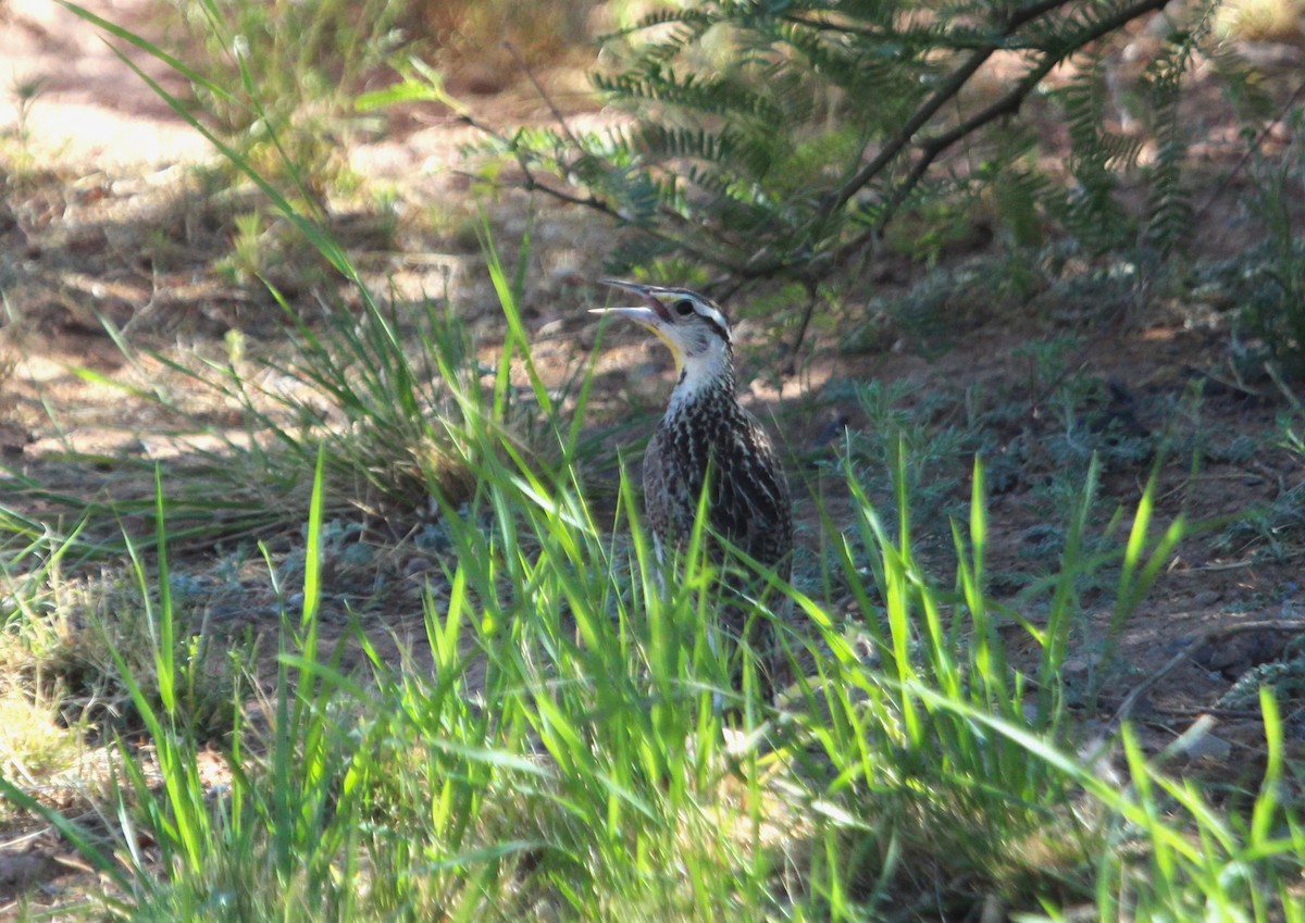 Chihuahuan Meadowlark - ML620591106