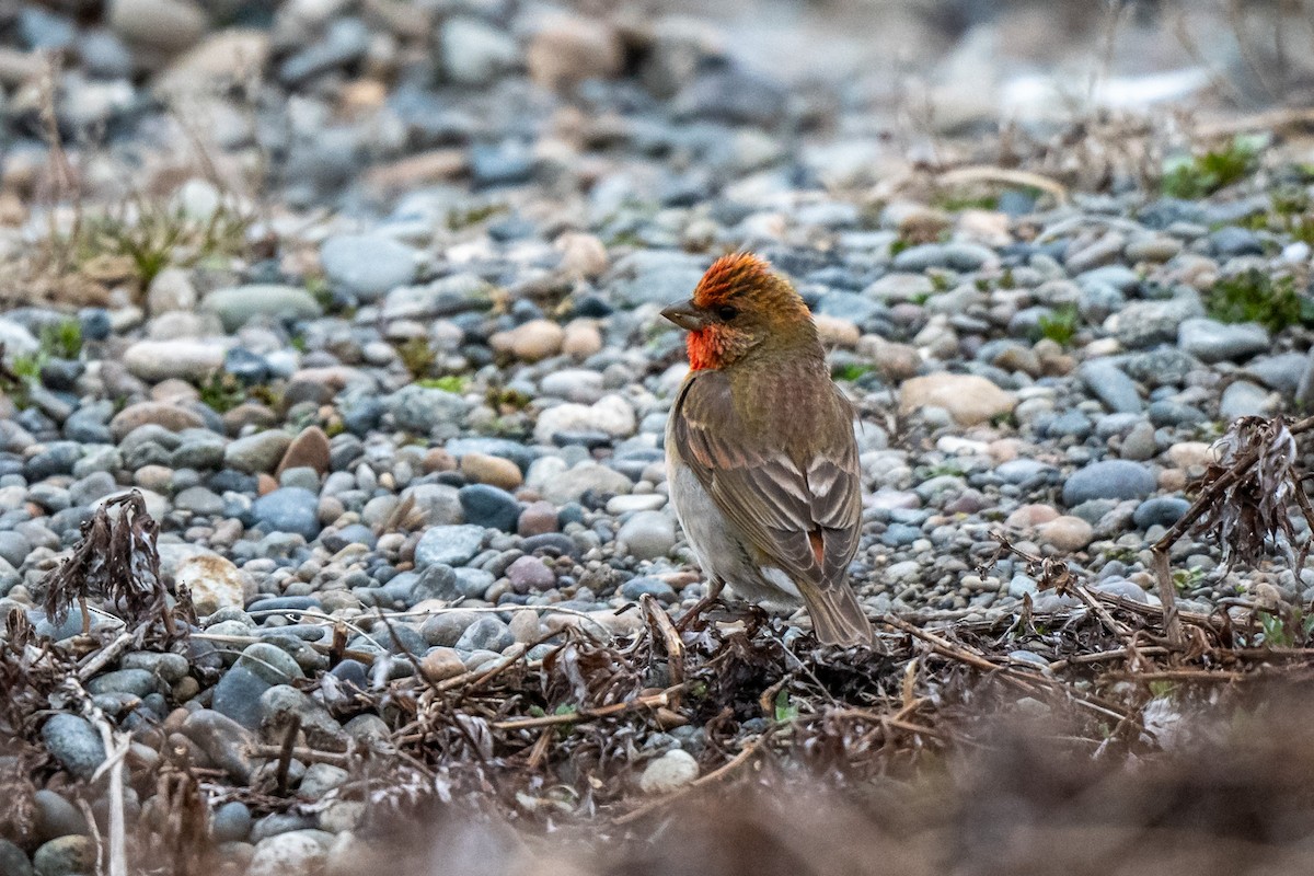 Common Rosefinch - ML620591108
