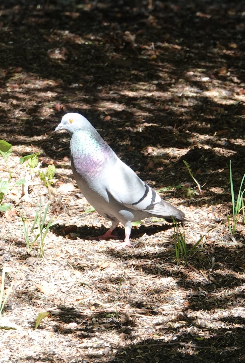 Rock Pigeon (Feral Pigeon) - ML620591109