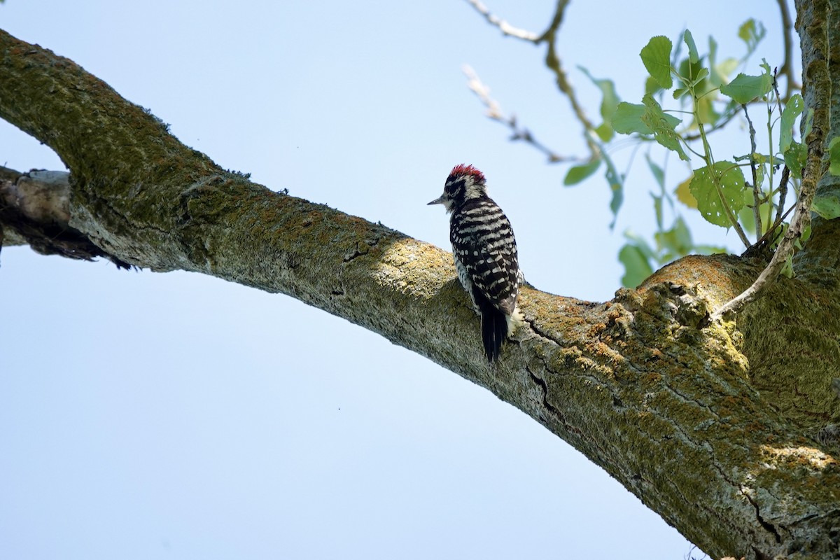 Nuttall's Woodpecker - ML620591110