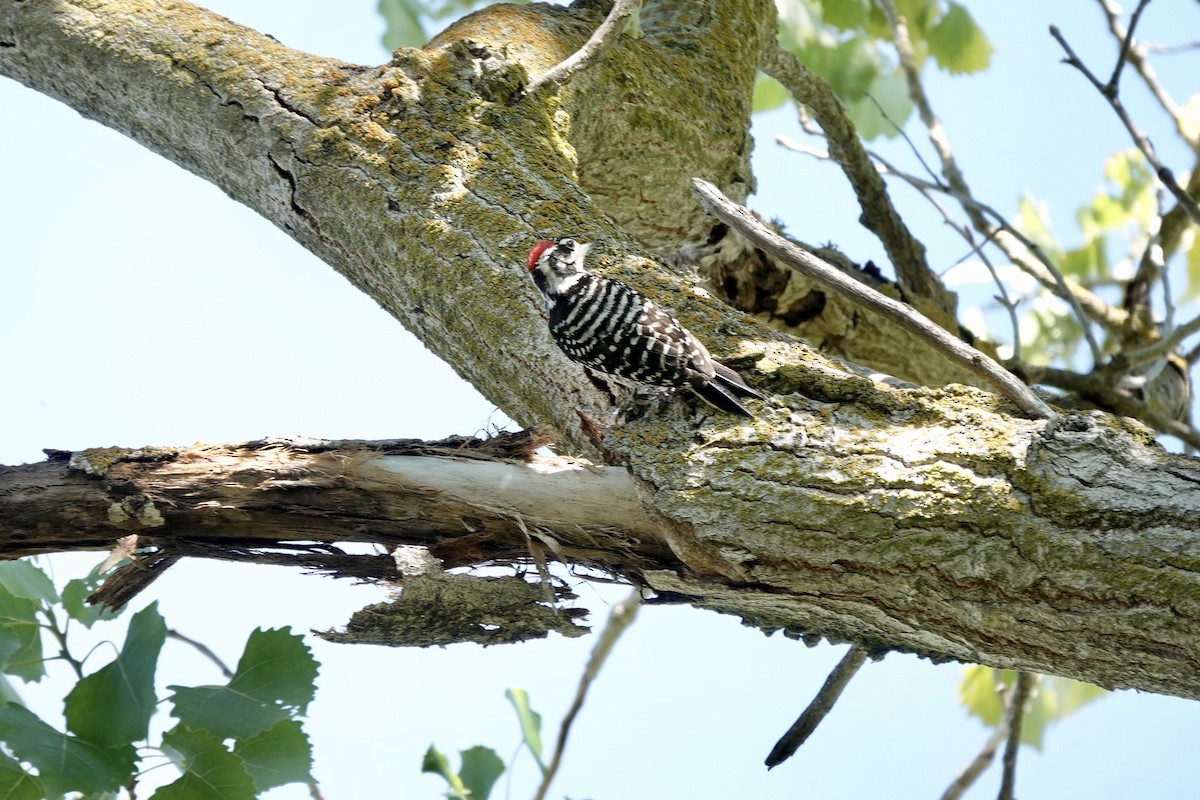 Nuttall's Woodpecker - ML620591111